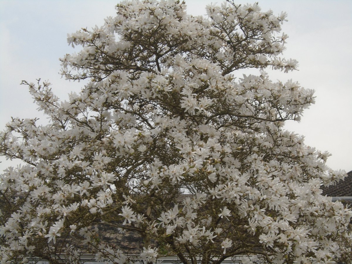 Our Star Magnolia dominates the Bubwith garden this week <a href="/AlmshouseAssoc/">AlmshouseAssociation</a> <a href="/VisitWells/">Visit Wells</a> <a href="/wellscathschool/">WellsCathedralSchool</a>  <a href="/The_RHS/">The RHS</a> #gardening #magnolia #spring