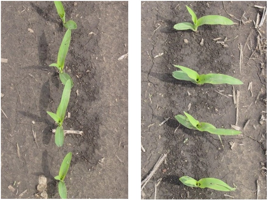 Does Corn Seed Orientation in the Furrow Matter? I get this question every year. It’s one of those fascinating agronomic questions that so far has defied a conclusive answer. I review what we know on Page 16 of the Pioneer Agronomy Book. corteva.showpad.com/share/SG6K2TBG…