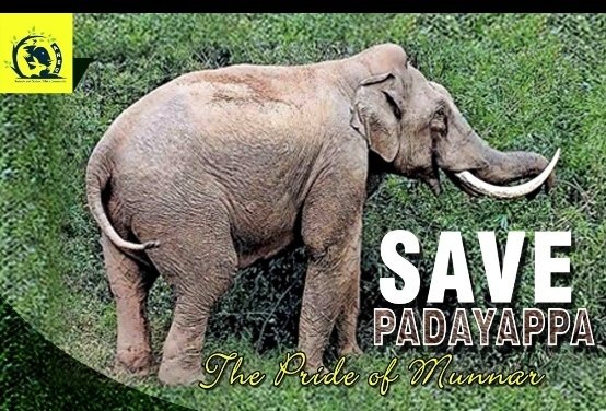 Don't dart  gentle aged  #Padayappa.Be compassionate towards him &amp; provide him with necessary fodder,water which is scarce in forest now <a href="/ForestKerala/">Kerala Forest Department</a> <a href="/saseendran_ak/">AK Saseendran</a> <a href="/CMOKerala/">CMO Kerala</a> <a href="/KeralaGovernor/">Kerala Governor</a> <a href="/TheSureshGopi/">Suressh Gopi</a> <a href="/moefcc/">MoEF&CC</a> <a href="/byadavbjp/">Bhupender Yadav</a> <a href="/PMOIndia/">PMO India</a> <a href="/rashtrapatibhvn/">President of India</a> <a href="/pfaindia/">People For Animals India</a> <a href="/LaraAAnderson1/">Lara A. Anderson 🇺🇸(TeamLucy)🇺🇸</a>
