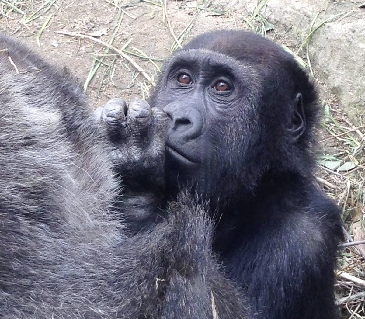 キンタロウ様11/20 今のキンタロウと同じ、5歳3ヶ月の頃のゲンタロウ♪😊(2017/3) #京都市