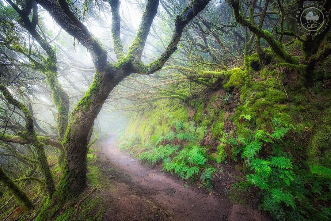 A pathway through mystical mossy forest. Taken during my Canary Islands workshop. © Guy Edwardes Photography #woodlandphotography #trees #outdoorphotography #woodlandlandscapes