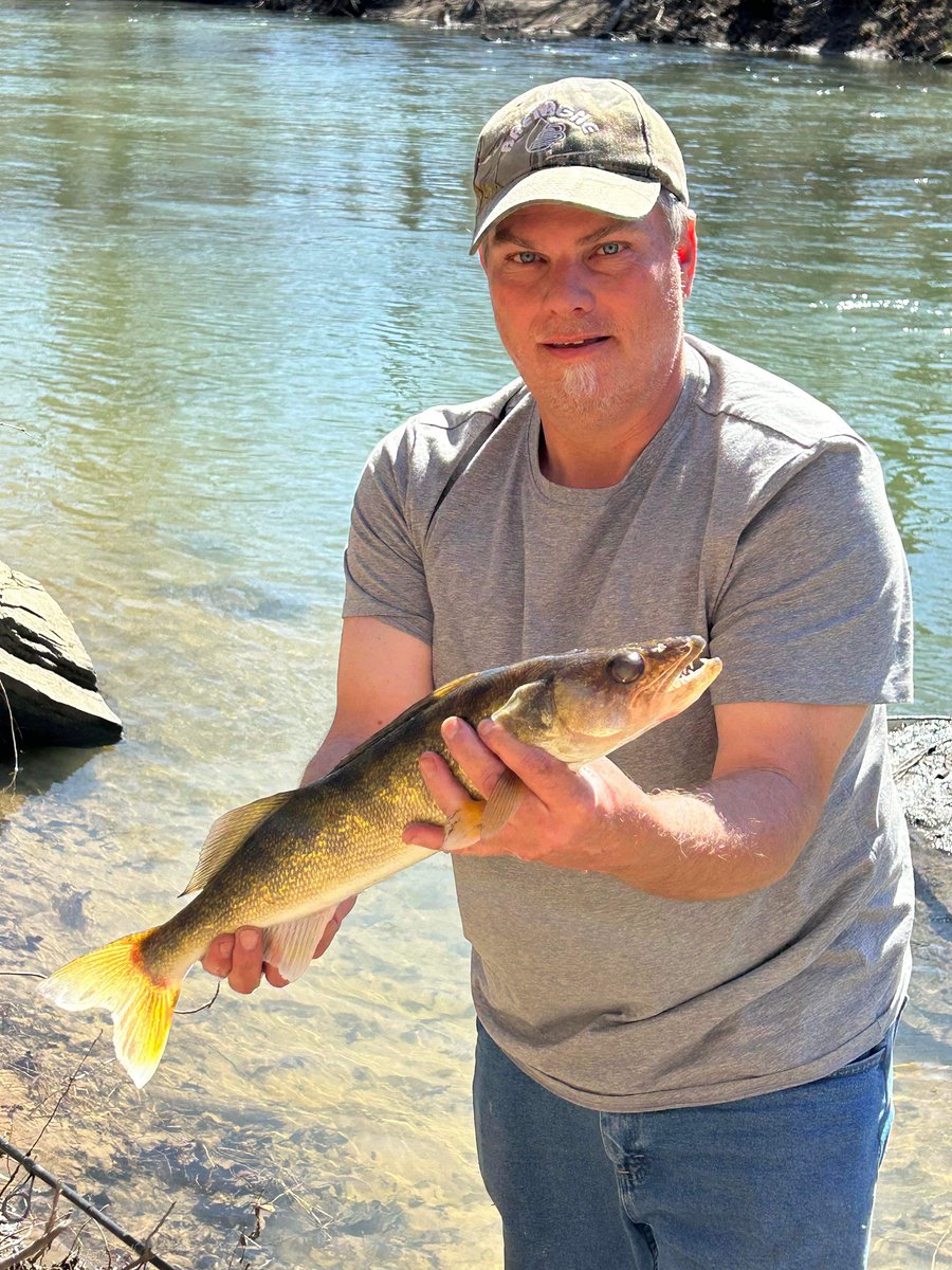 kyfisheriese's tweet photo. #Walleye are on the move!  Anglers are having success with the spring walleye runs in area streams and rivers now.  These fish were caught from the North Fork of the  #KYRiver.   Native walleye have been stocked here since 2015. #FishKY https://t.co/s3U5ZxlAKx