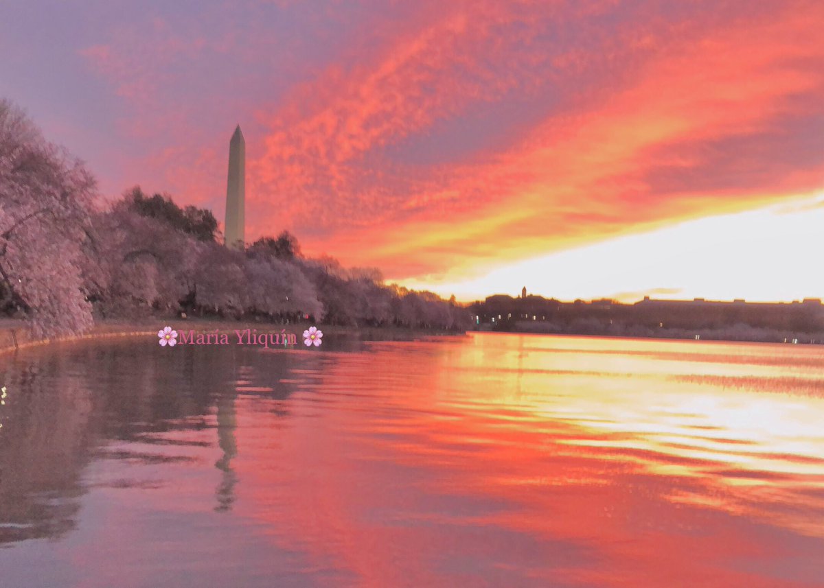 🌸#PeakBloom 🌸 #CherryBlossomDC #CherryBlossom #sunrise 🔥this morning at the Tidal Basin #WashingtonDC @capitalweather @spann @JimCantore @StormHour @Interior @amelia_draper @CherryBlossFest @hbwx f