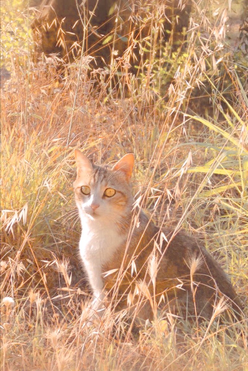 soobdae's tweet photo. daily #catsoobin tweet https://t.co/YadSgFeAgy