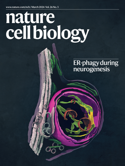 👋🏻Our March issue's live! Cover: #ERphagy in #neurogenesis 👉🏿Review on #LipidDroplets 👉🏽🔬 on: #HumanEmbryo #Autophagy #m6A #diabetes #CD8Tcell #LeukemiaStemCell #Lysosomal #Mechanosensitivity #BiomolecularCondensation & more! nature.com/ncb/volumes/26…