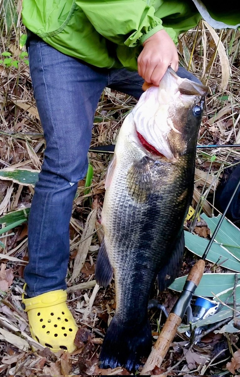 takayuki_ggc's tweet photo. 写真を整理していたら子ども達が60up釣ったときの写真出てきた~!
ちなみに自分は57cmまでしか釣ったことありません…く〜…うらやましい…
#バス釣り #60up #野池 https://t.co/RAdvOTkiqm