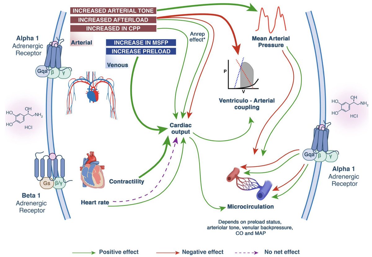 Such a honor to co-author in 'Knowing the ropes of vasopressor dosing: a focus on norepinephrine', within the new section 'ICU Toolbox' of Intensive Care Medicine @yourICM, concise and insightful papers on the most relevant subjects in critical care. link.springer.com/article/10.100…