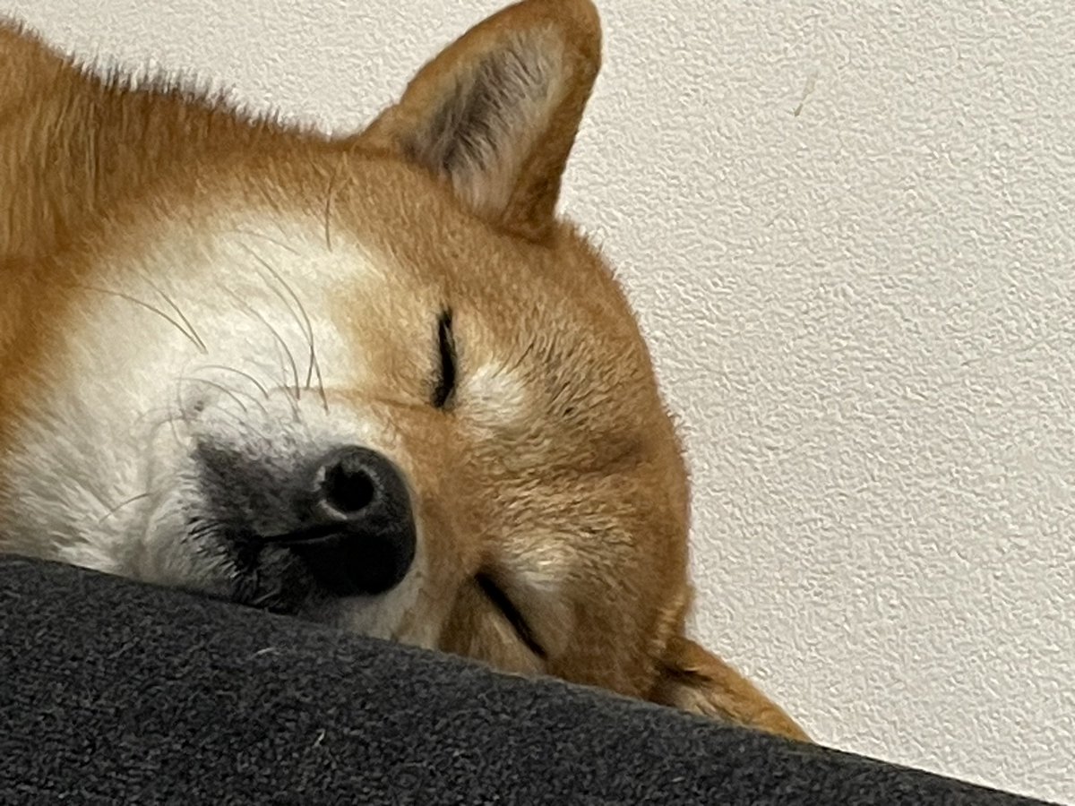 kinaco0825's tweet photo. 豚姫🐖
#柴犬 #柴犬きなこ https://t.co/rw1OZJoveH