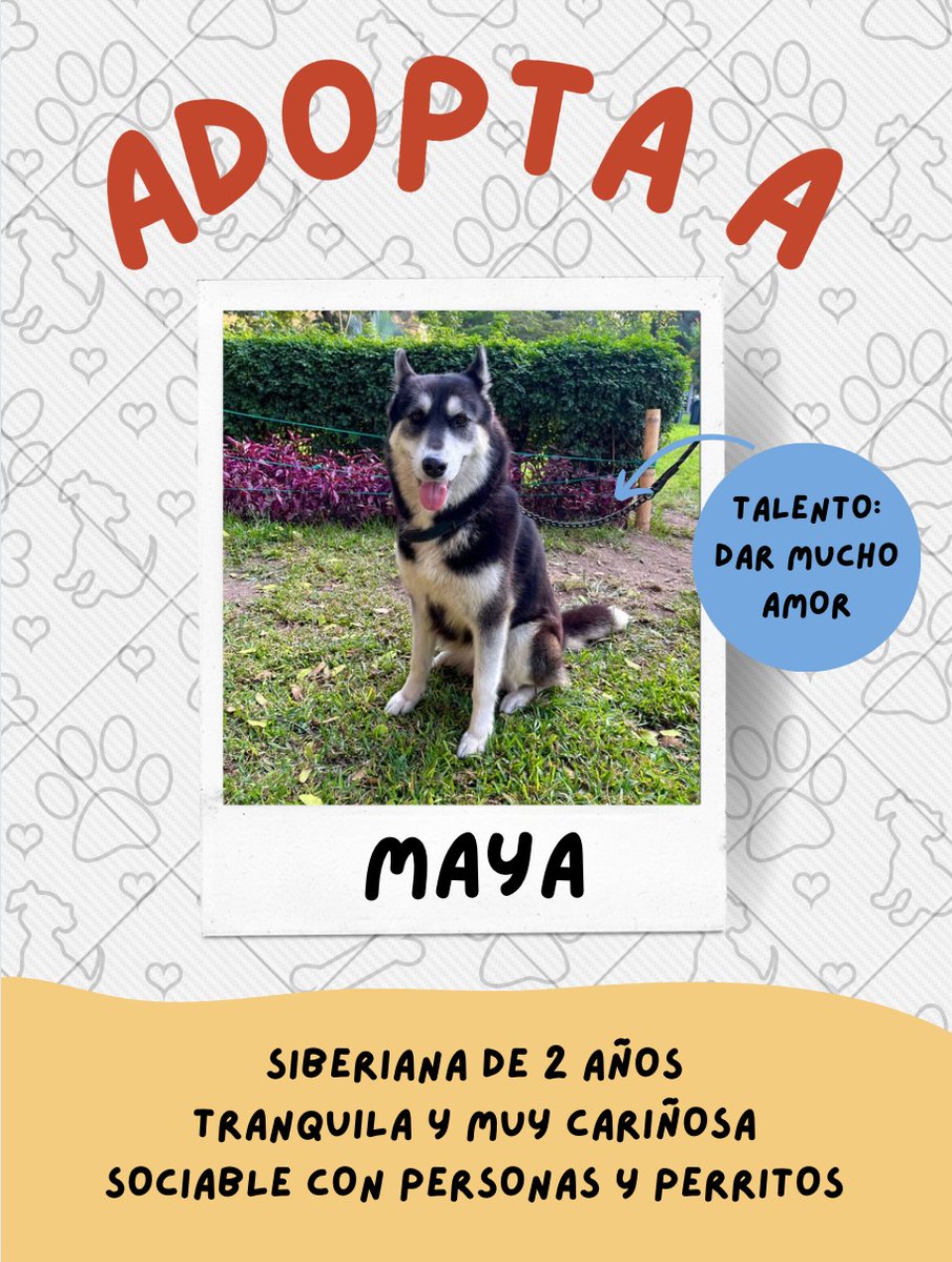 MAYA BUSCA HOGAR 🏡💞 Una vecina la encontró dando vueltas por un parque en Lince, lamentablemente no puede quedársela porque es una persona de avanzada edad, tiene muchos dolores y no puede darle el cuidado adecuado. Por favor ayúdenme a encontrarle un buen hogar 🥹🙏🏼