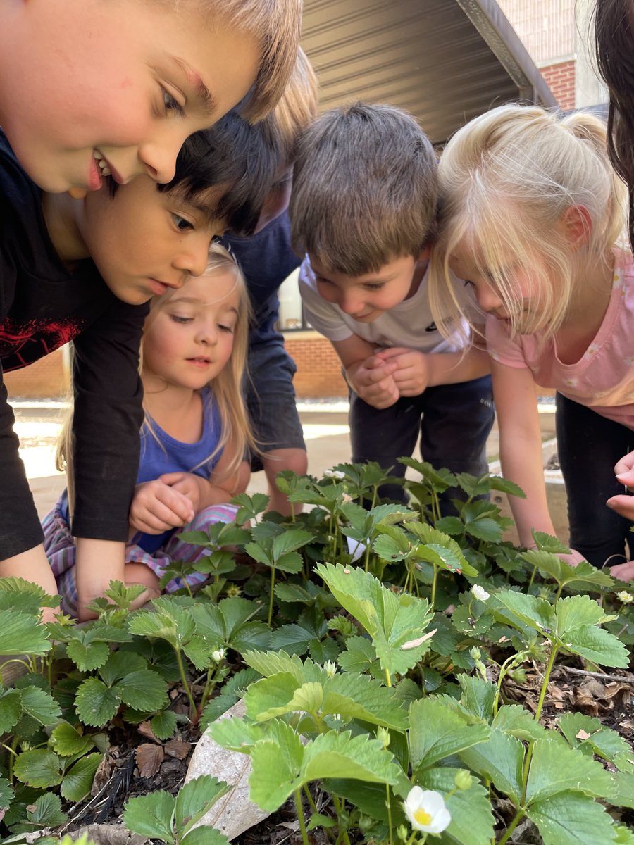 FCSNutrition's tweet photo. Georgia's ag industry never rests! Join us Mar 18-24 for #GaAgWeek celebrating our farming community. From school gardens to plates, we're showcasing Georgia's bounty. Kids' faces light up harvesting veggies they've grown. #GeorgiaGrown #FuelingGA #GSNAMinded 🌱🚜 https://t.co/2Xd9AXfoYY