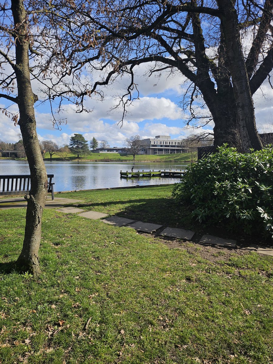 Campus cormorant