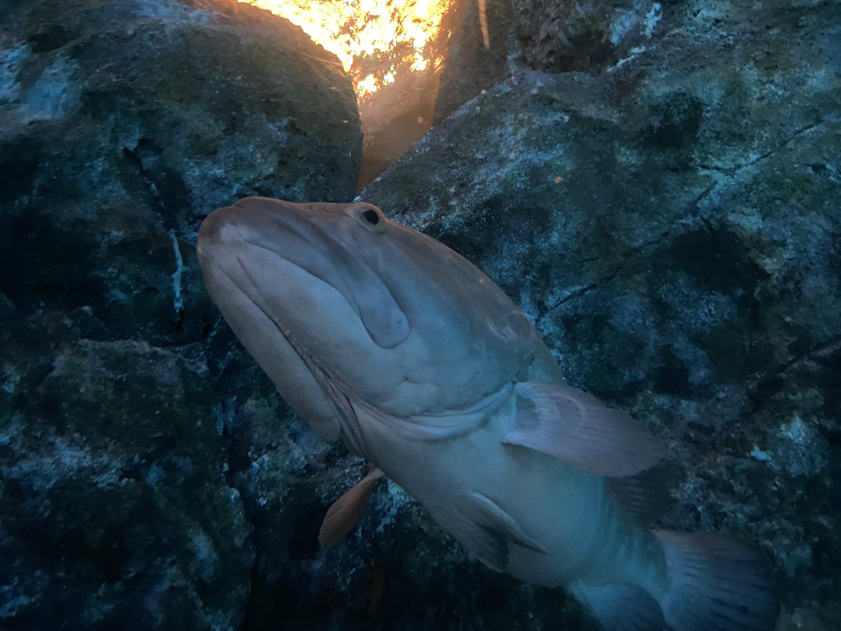 masajin77's tweet photo. 海の生き物は顔がサイコウ https://t.co/Dd6N3CWiM0