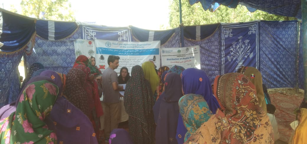 SAFWC0's tweet photo. Today SAFWCO Distributed 2500 Poultry Birds  to 250  Benficiries  in UC Bhoopi at Sanghar under the FAO Emergency  Livelihood  Assistance to Flood Affected Community in Sindh Project (Funded by Japan Goverment pepole of Japan)
 @FAO #Fao @SAFWC0 #safwco https://t.co/3WJ8NwCUqM