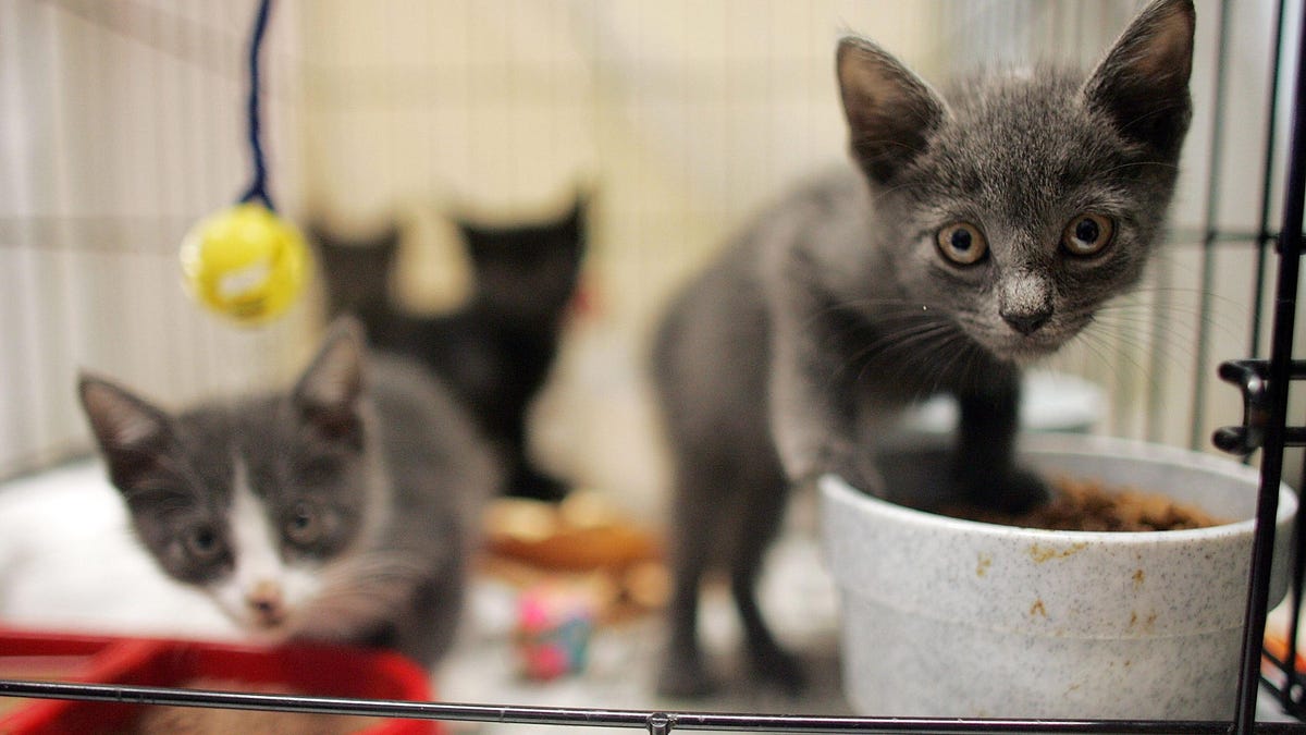 Kitten Season Is a 'Natural Disaster' That's Only Getting Worse dlvr.it/T4FJ0H