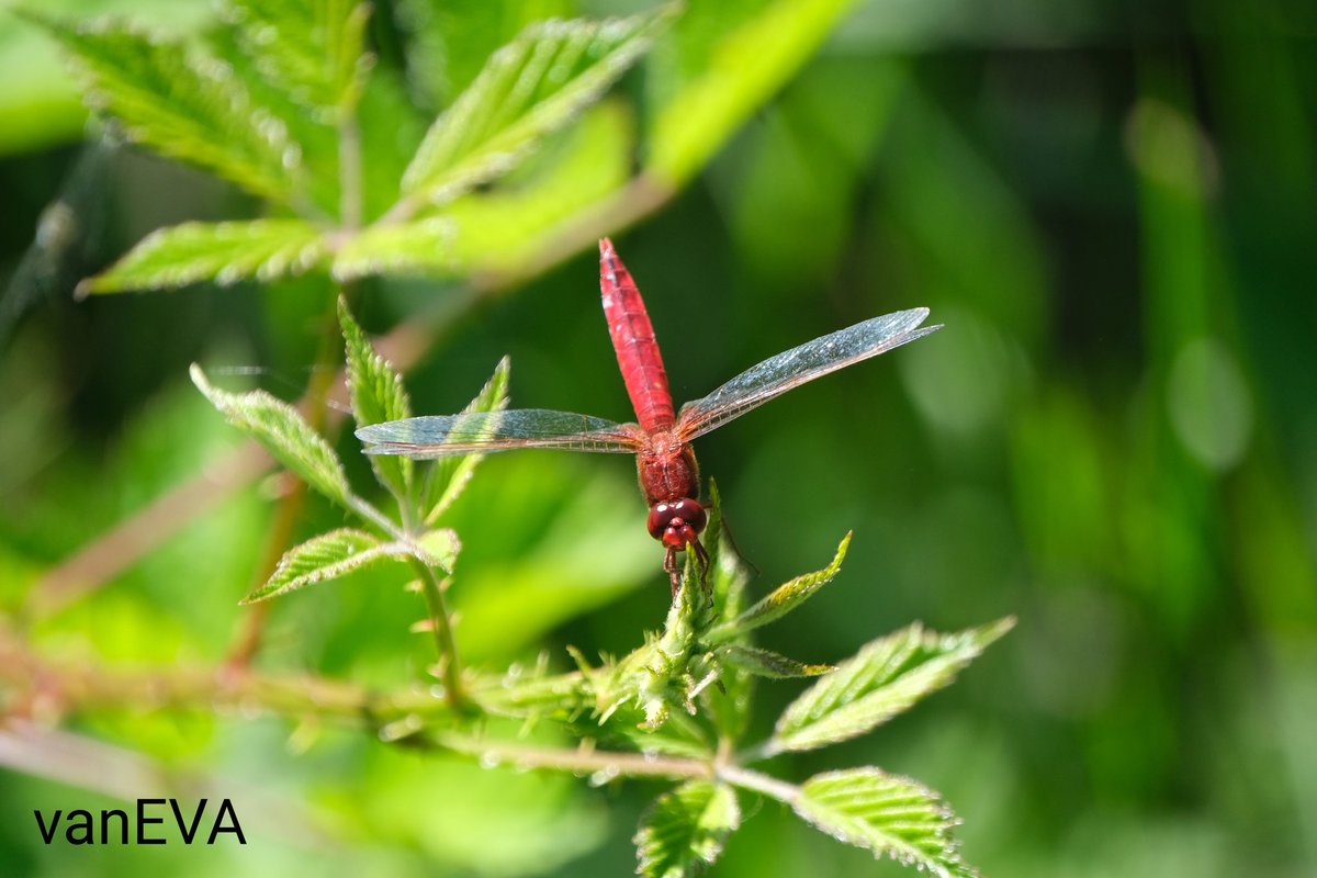 e_vanEVA's tweet image. Vandaag in #libellente de #vuurlibel