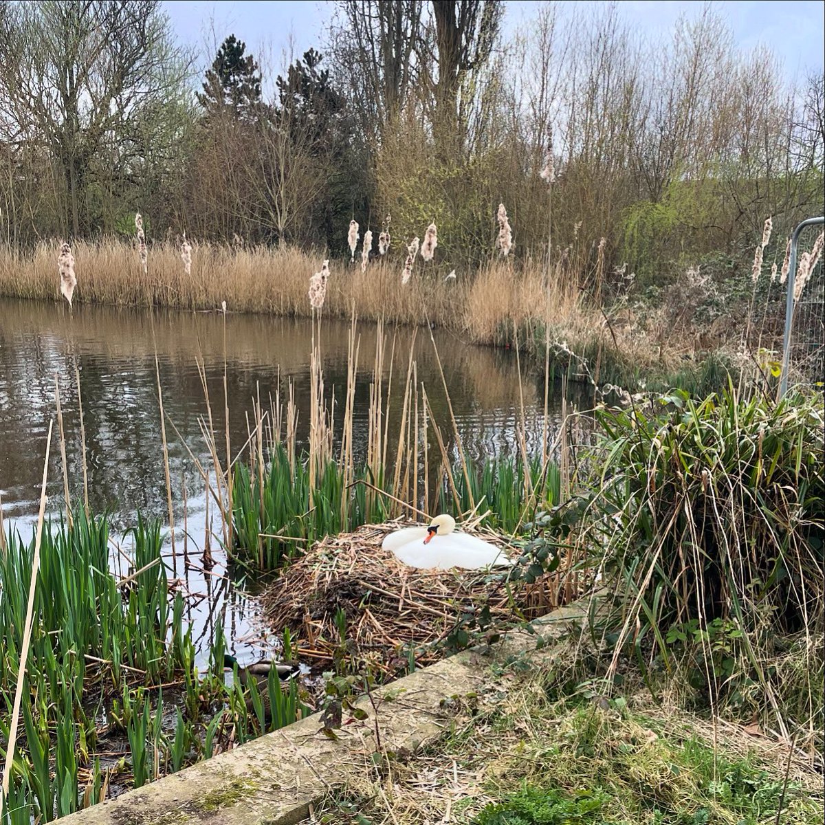 Mrs Swan is on the nest so Spring is on its way 🦢

#swan #nest #spring #brockwellpark #parklife #nature #hernehill