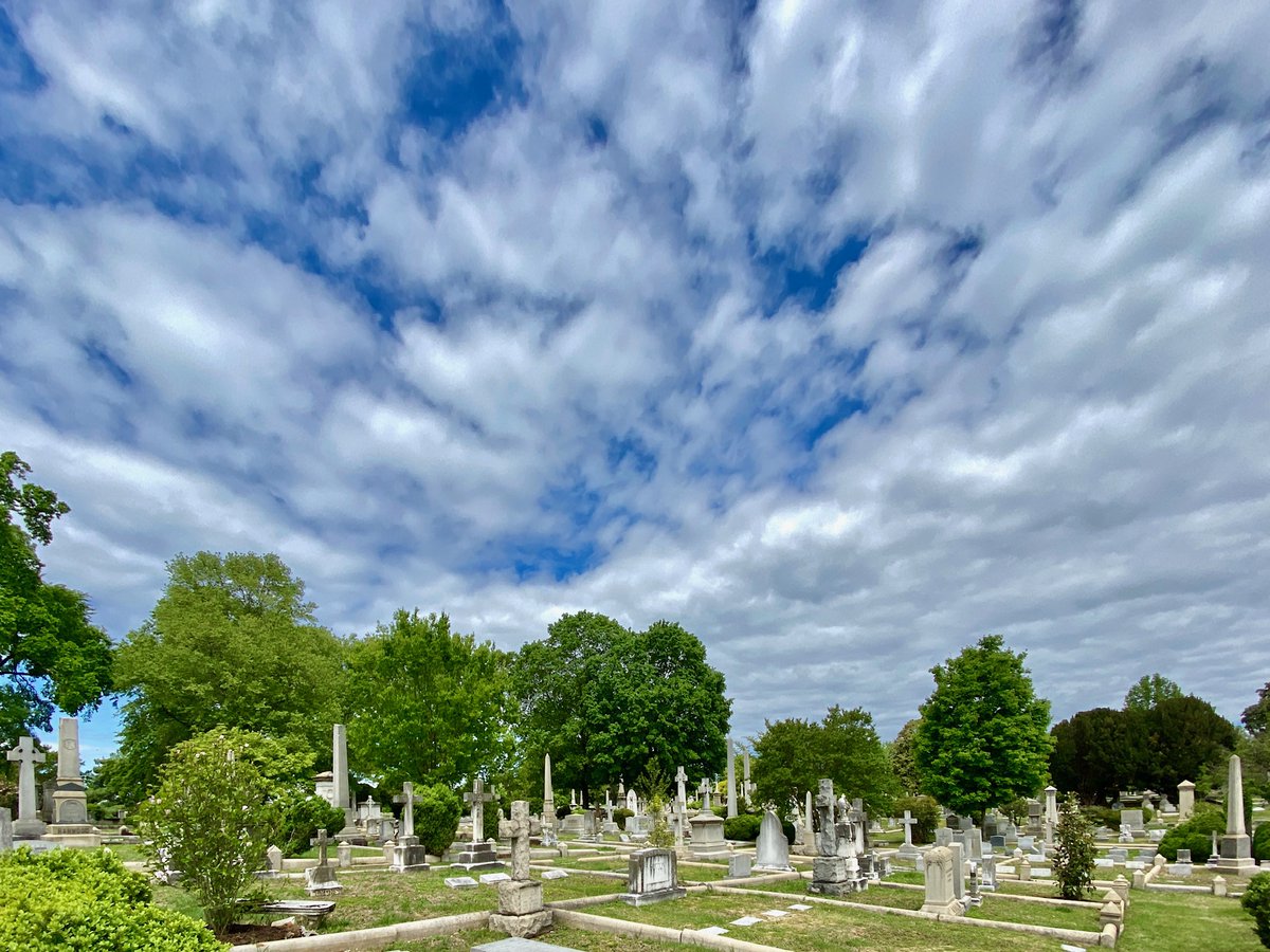 Did you know Hollywood Cemetery is home to some of the best examples of native Virginia trees? As a registered arboretum, Hollywood hosts many historic trees alongside the gravesites of many famous notables. Learn more at hollywoodcemetery.org/about/arboretum
