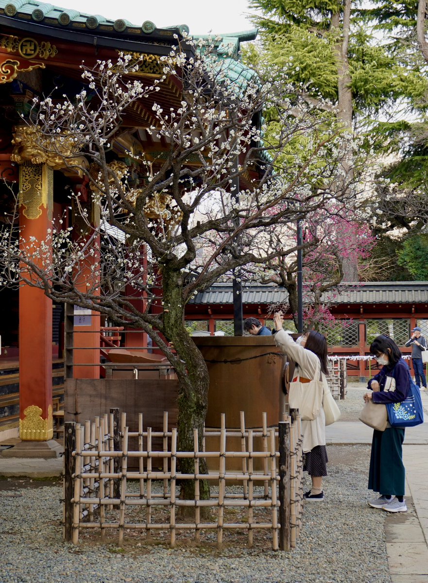 TanjietZukzuk's tweet image. Une image parmi tant d’autres…
Au-delà du parc, un quartier à découvrir, dans une ville magique, un pays magique…
🤩😍🤩😍
#Tokyo #Nezu #Jinja #Nippori #NishiNippori #Ueno #Nihon