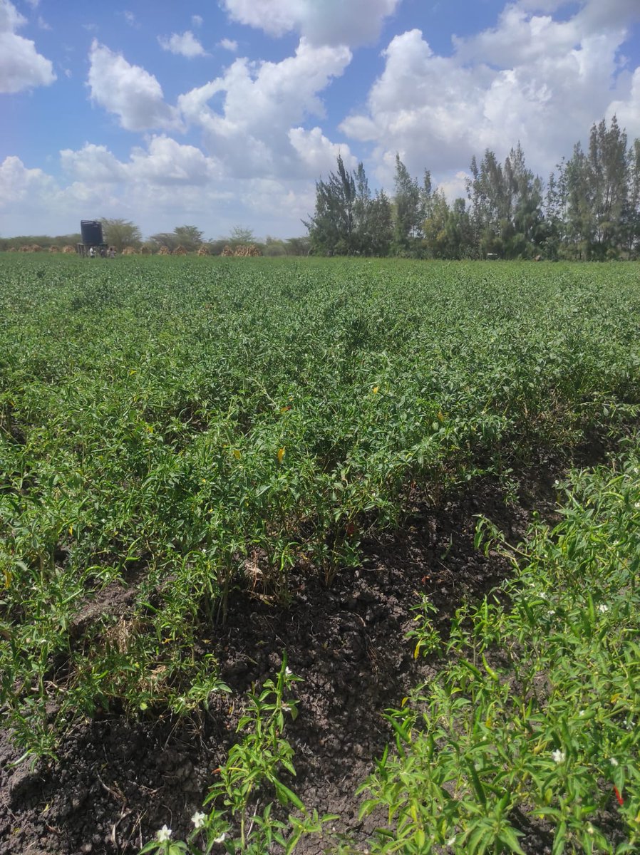FarmIT6's tweet image. "Just paid a visit to Simon Murage, a dedicated chilli farmer in Kisagu! 🌶️ Thrilled to see his remarkable progress with the FarmIT system. His chilies are thriving, and we're proud to be a part of his success story! 🚀 #FarmIT #ChilliFarming"