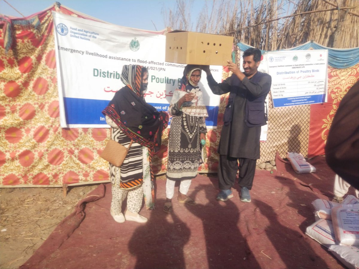 SAFWC0's tweet photo. Today SAFWCO Distributed 2530 Poultry Birds  to 253 Benficiries  in UC Darobazar at Sanghar under the FAO Emergency  Livelihood assistance to flood affected community in Sindh Project
@FAO @SAFWC0 #safwco https://t.co/kaooPQ0JfQ