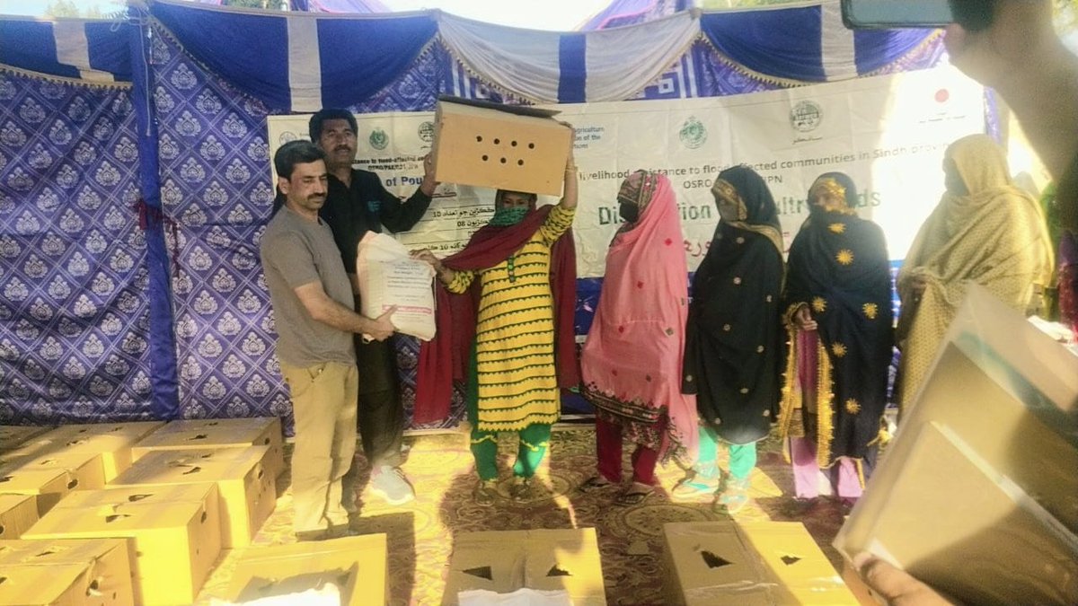 SAFWC0's tweet photo. Today SAFWCO Distributed 2530 Poultry Birds  to 253 Benficiries  in UC Darobazar at Sanghar under the FAO Emergency  Livelihood assistance to flood affected community in Sindh Project
@FAO @SAFWC0 #safwco https://t.co/kaooPQ0JfQ