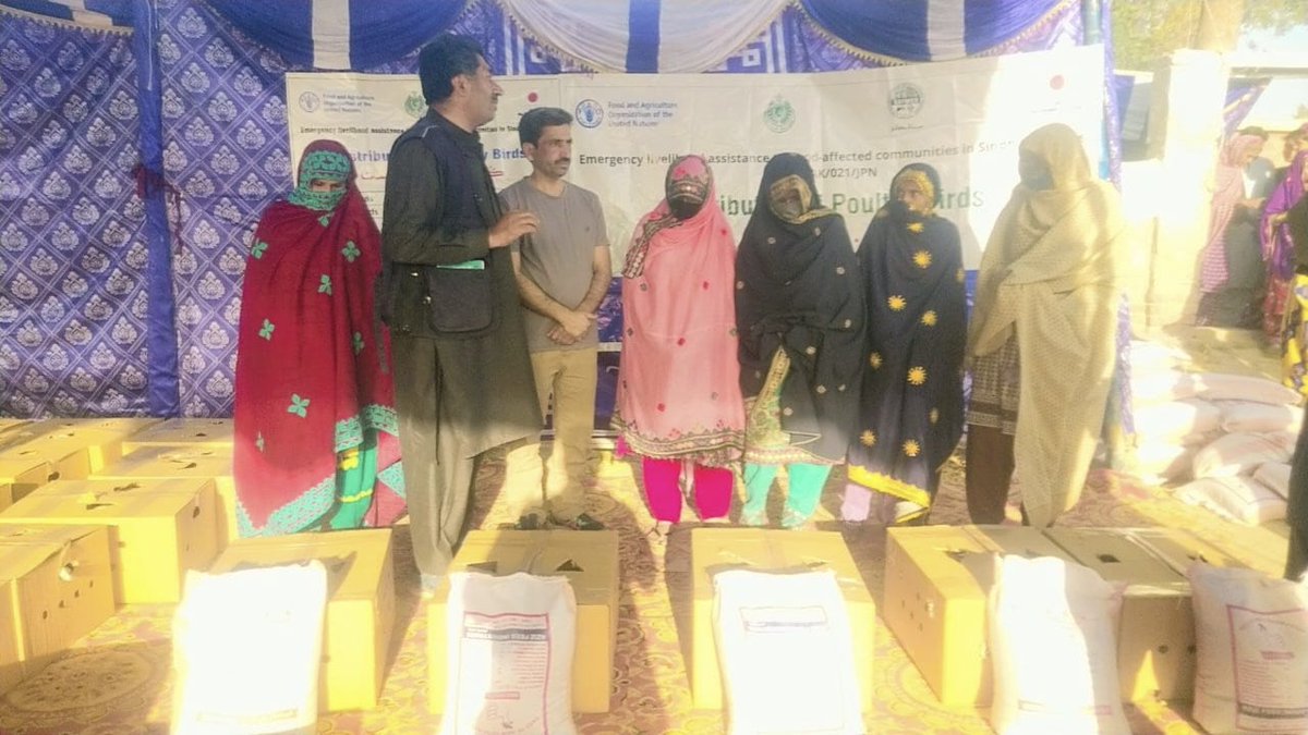 SAFWC0's tweet photo. Today SAFWCO Distributed 2530 Poultry Birds  to 253 Benficiries  in UC Darobazar at Sanghar under the FAO Emergency  Livelihood assistance to flood affected community in Sindh Project
@FAO @SAFWC0 #safwco https://t.co/kaooPQ0JfQ