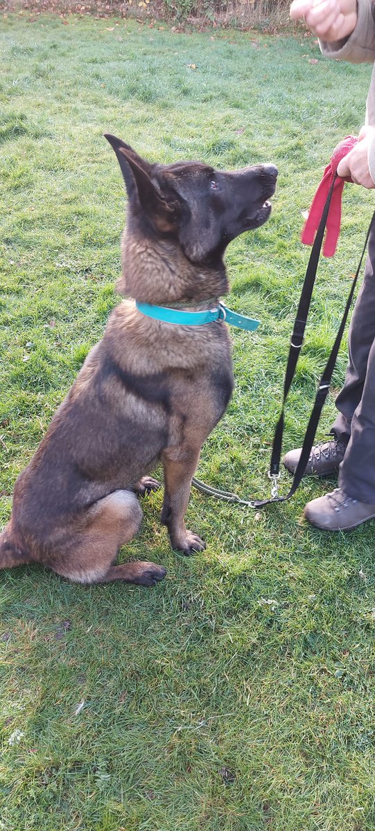 Alfie is 2yrs old and he is a very bright and high energy boy who loves to learn, Alfie is looking for a child and pet free home that can channel that energy in to something productive 
#dogs #GermanShepherd #Cornwall 
gsrelite.co.uk/alfie-8/