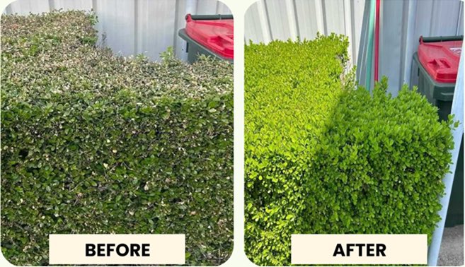 BuxusKing's tweet image. Box blight is easy to prevent/combat using TOPBUXUS Health-Mix ✅
Also possible/easy to mix with XenTari, against box tree caterpillars ✅

#Buxus #boxtree #boxtrees #boxwood #box #topbuxus #boxblight  #buxusball #topiary #buxussempervirens #hedge #garden #gardeningtwitter #plant