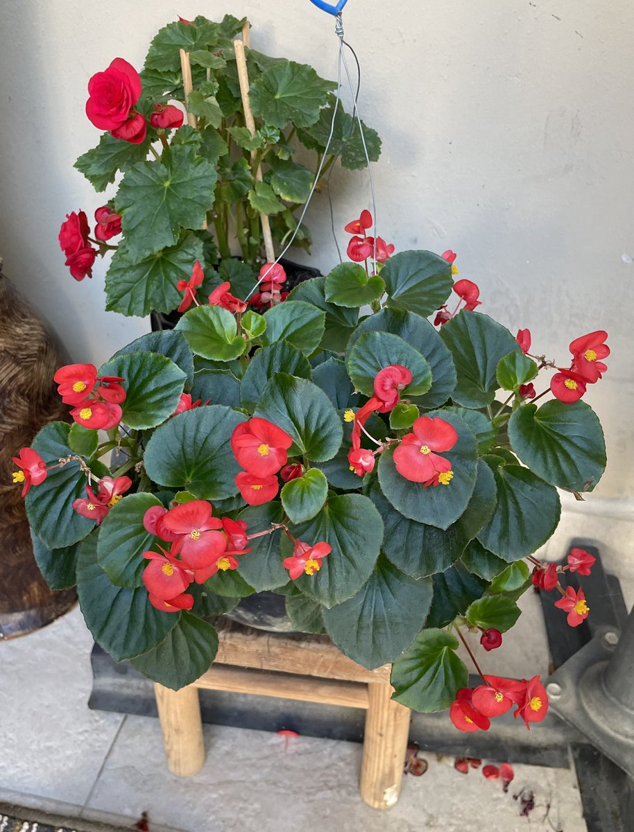 KateOHehir's tweet photo. Not everyone wants to go outside this morning. Days like these are why I grow flowers. #gooutsidetoday https://t.co/vdqrfmGtvD