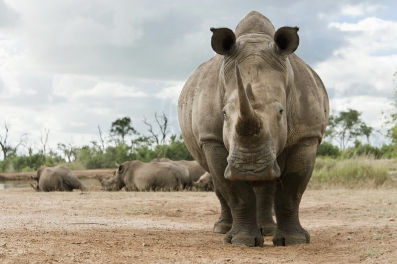 Holy cow, it’s only March and we have already roasted 3 tons (6,000 pounds) of coffee this year! That’s about the weight of a large male white rhinoceros!
 
#fortfindlay #fortfindlaycoffee #fortfindlaydoughnuts #findlayohio #shoplocal #supportsmallbusiness