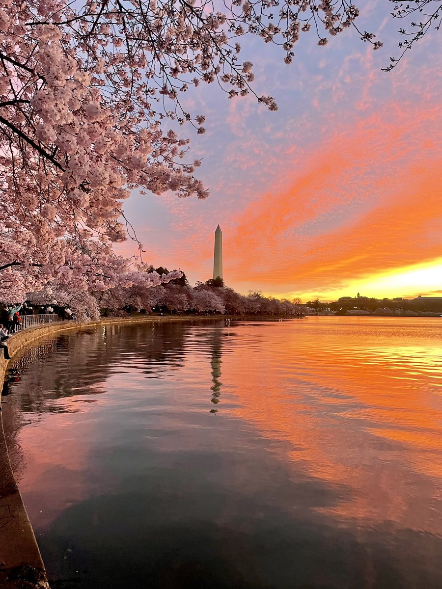 Quick snap of the blossoms this am!  Can’t wait to get back and edit all my camera shots!

<a href="/WashProbs/">Washingtonian Problems</a> <a href="/washingtondc/">Visit Washington, DC</a> <a href="/washingtonian/">Washingtonian 🌸</a> <a href="/PoPville/">PoPville</a> <a href="/capitalweather/">Capital Weather Gang</a> <a href="/NationalMallNPS/">National Mall NPS</a> <a href="/NatlParkService/">National Park Service</a> <a href="/USInterior/">US Dept of Interior</a> <a href="/StormHour/">#StormHour</a> <a href="/ThePhotoHour/">#ThePhotoHour</a> <a href="/NikonUSA/">NikonUSA</a> <a href="/CherryBlossFest/">National Cherry Blossom Festival 🌸</a>