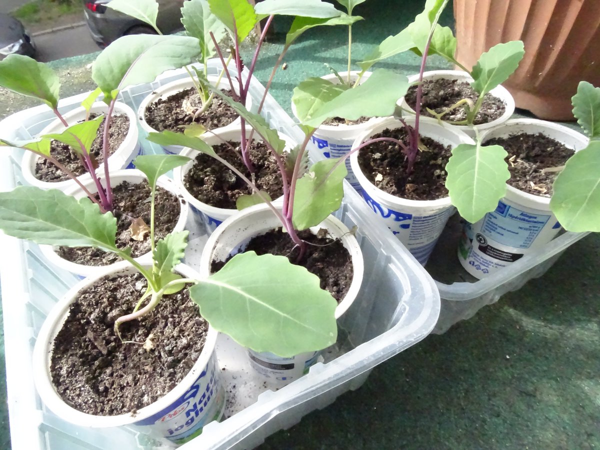 okovaros's tweet photo. Global Recycling Day 2024  

Recycling - Upcycling! 🙂

Seed containers made from plastic packaging - ideal for home gardens
#GlobalRecyclingDay #reuse https://t.co/n8QTn2oP53