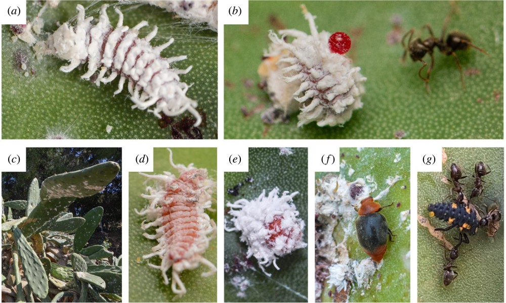 Royal Society Publishing (@rsocpublishing) on Twitter photo Exotic predators can sequester and use novel toxins from exotic non-coevolved prey: ow.ly/7SVg50QVt02 #ProcB <a href="/tobiaszuest/">Tobias Zuest</a> <a href="/AlejandroTena3/">Alejandro Tena</a> Exotic predators can sequester and use novel toxins from exotic non-coevolved prey: ow.ly/7SVg50QVt02 #ProcB <a href="/tobiaszuest/">Tobias Zuest</a> <a href="/AlejandroTena3/">Alejandro Tena</a>