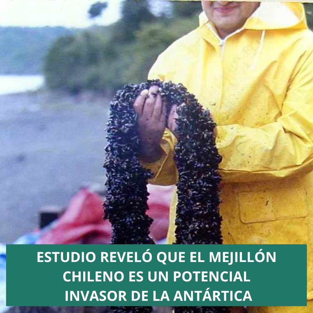 🦪 Una reciente investigación del #centroideal dio cuenta de la posibilidad de que el #chorito tenga la capacidad fisiológica de adaptarse a posibles escenarios de aumento de temperatura en la #antártica.

Lee la nota completa en centroideal.cl 

#cambioclimático