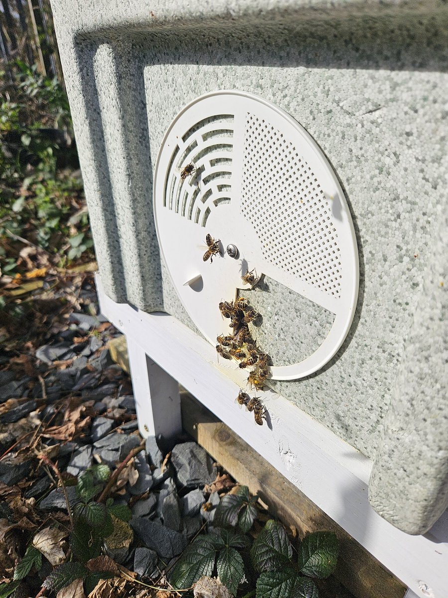 jodiesteph's tweet photo. Lovely day checking the bees on Siemens today, it actually feels like spring is in the air with the sun eventually making an appearance. They are bringing in lots of lovely orange pollen and starting to replenish their stores. I'm very happy I have not lost a single hive this winter 🐝🐝🐝🐝