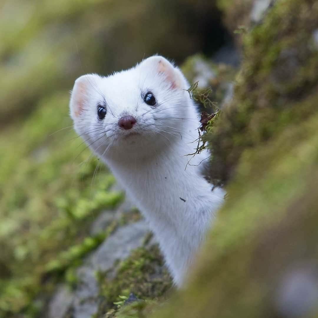 SailorTree's tweet image. the stoat is really photogenic