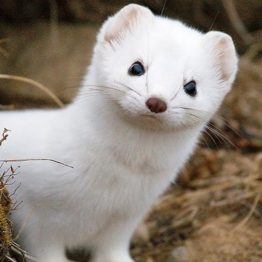 SailorTree's tweet image. the stoat is really photogenic