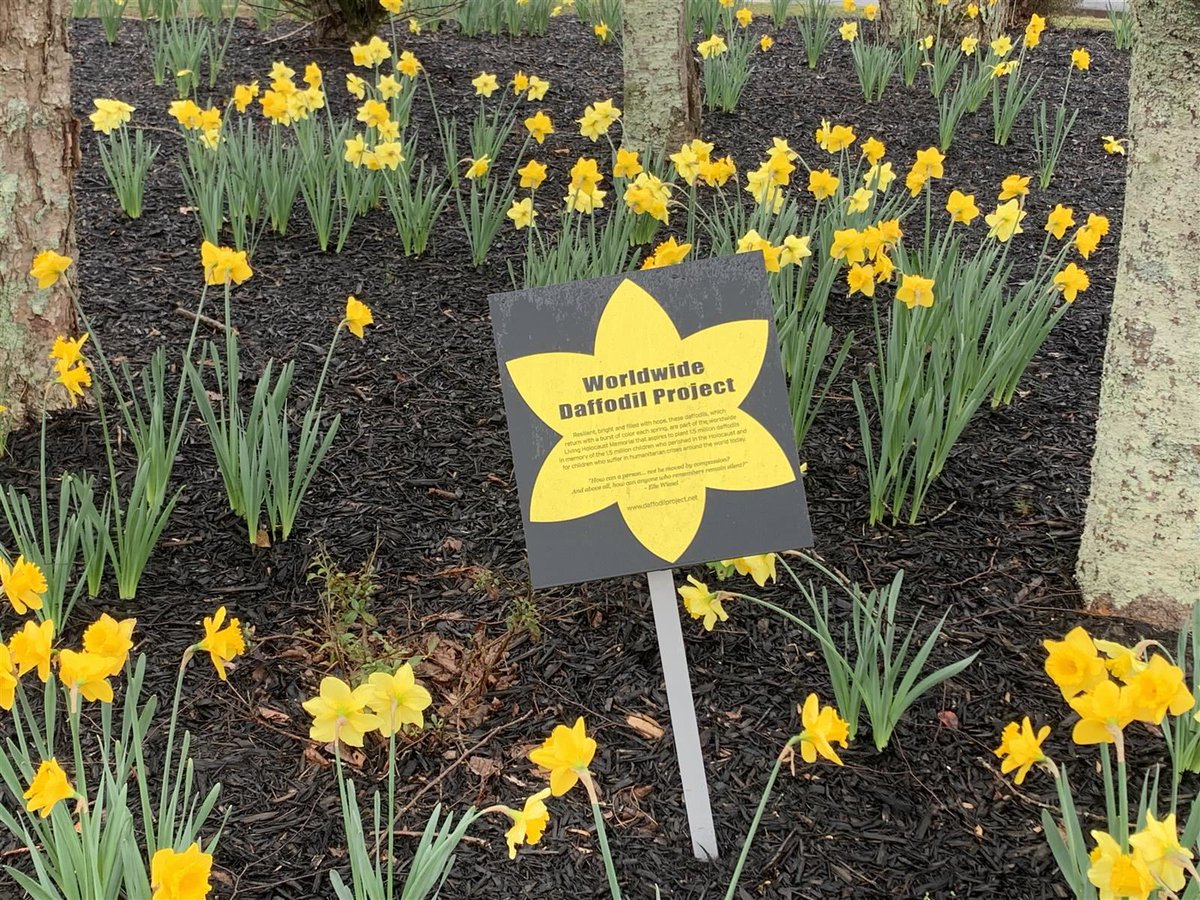 Daffodil Project brings awareness of Holocaust to FCS students #FCSnews #FCSYAM Dig Deeper: fultonschools.org/Page/28464 @LilliePozatek @FultonZone7 @npepanthers