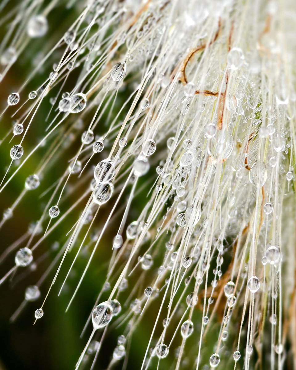 Water turns spider webs into art—forming beautiful droplets. Photographer Michael Portillo captured this phenomenon with his #vivo #X100 Pro. The integrated ZEISS APO Floating Telephoto lens allowed intense ZOOM Close-ups of the frozen droplets. Ready to go out? 😊 @Vivo_GLOBAL