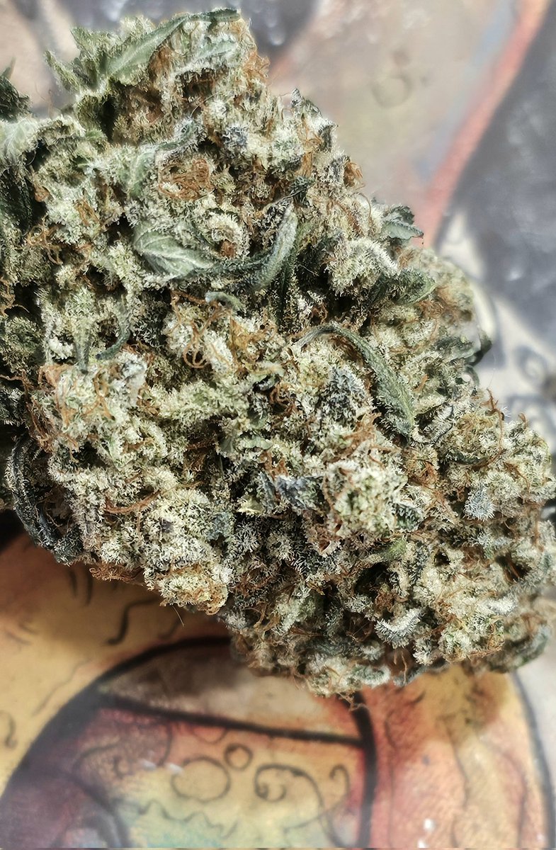 HermitHomestead's tweet photo. This pheno of #AnimalMints is frickin awesome. Got some serious flavor and def helps calming down, anxiety, pain. Genetics by @JBeezySJG 

#seedjunky #cannabisculture #cannabiscommunity #cannabis #weedlife #weed #WeedLovers #growmies https://t.co/h819akpS76