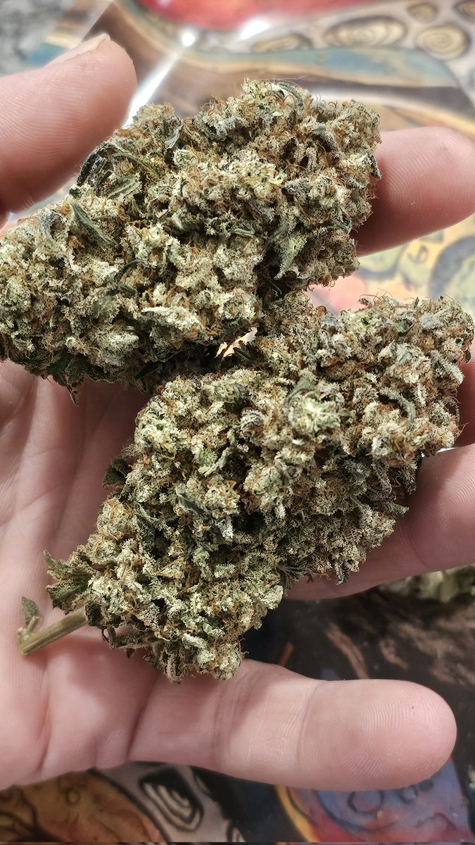 HermitHomestead's tweet photo. This pheno of #AnimalMints is frickin awesome. Got some serious flavor and def helps calming down, anxiety, pain. Genetics by @JBeezySJG 

#seedjunky #cannabisculture #cannabiscommunity #cannabis #weedlife #weed #WeedLovers #growmies https://t.co/h819akpS76