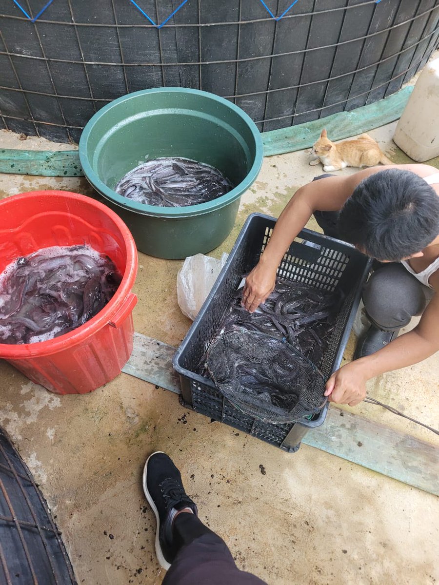 AdenRadianus's tweet photo. Senin 18-03-2024
Panen ikan lele Bioflok pokdakan Nilasa Desa Cipta Karya Kecamatan Sungai Betung Bengkayang sebanyak 25 kg, harga perkilo 25ribu, size 8-10 ekor
#giatluhkansatminkalBWI
#BPSDMKP
#Pusluh
#panen https://t.co/Fc9EwiYnEz
