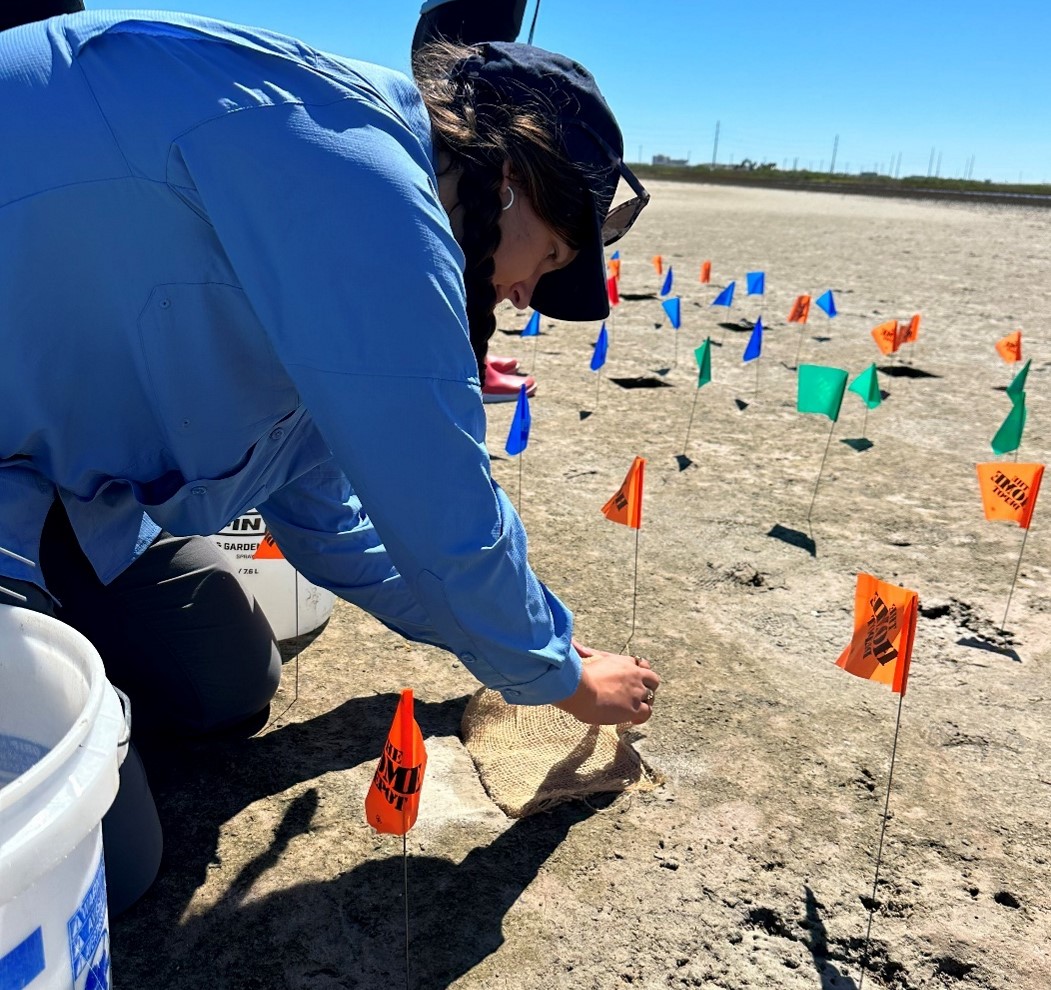 Coastal Conservation and Restoration Ecology Lab tweet media
