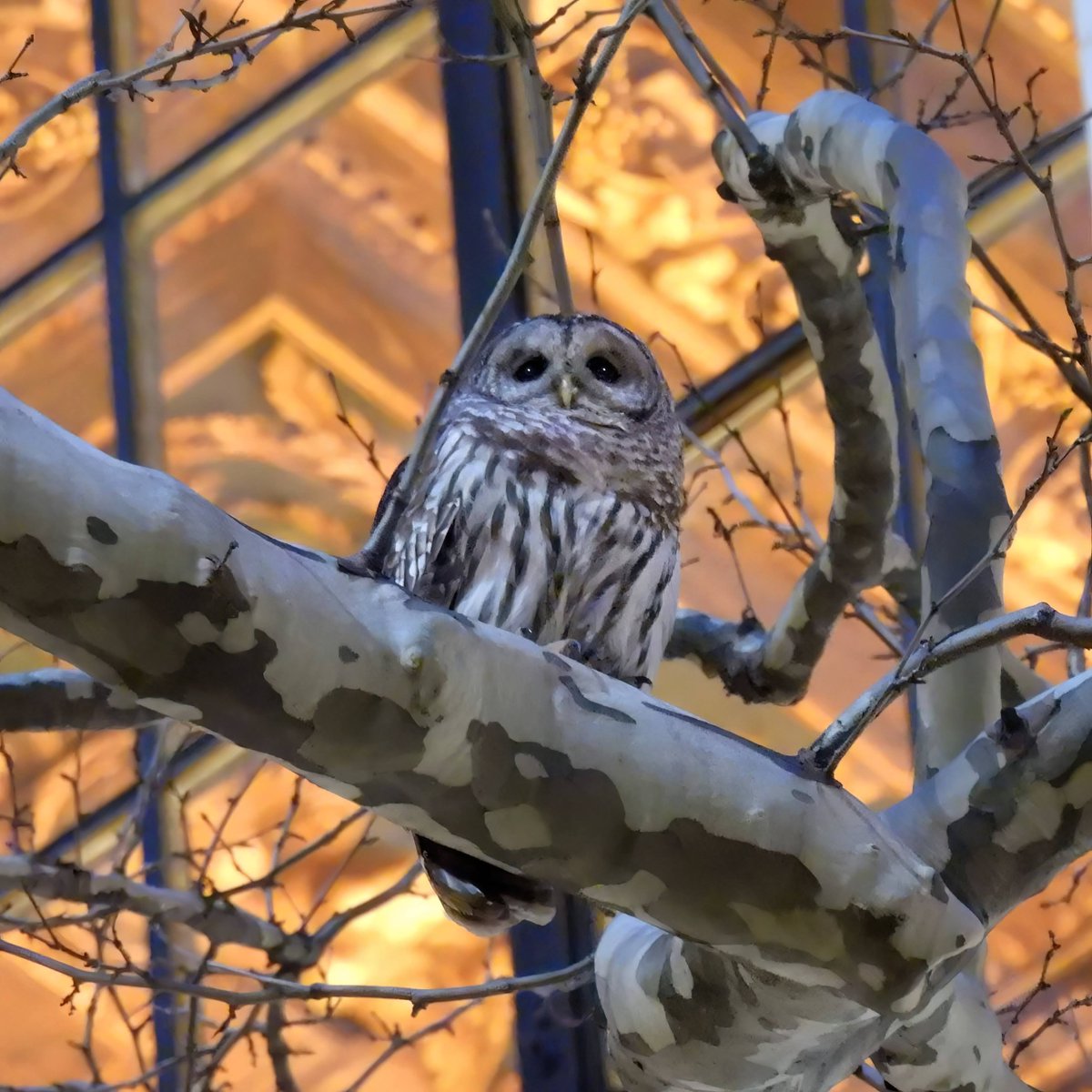 It's the two-year anniversary 🎉 of the 'library owl,' one of the most delightful and unexpected of all time, a Barred Owl that spent several days near the New York Public Library in Bryant Park. 🦉 ❤️ 📚