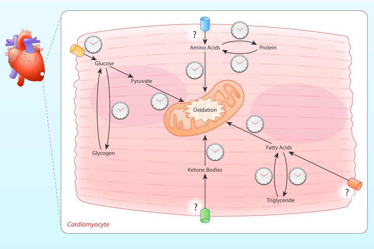 Circulation Research (@circres) on Twitter photo <a href="/CircRes/">Circulation Research</a> #Circadian Mechanisms in #Cardiovascular and #Cerebrovascular Disease Compendium Alert!
Circadian Rhythms in Cardiovascular #Metabolism ahajrnls.org/48YgTlc
Authored by Drs. H Lal, SK Verma, Y Wang, M Xie, and ME Young. <a href="/CircRes/">Circulation Research</a> #Circadian Mechanisms in #Cardiovascular and #Cerebrovascular Disease Compendium Alert!
Circadian Rhythms in Cardiovascular #Metabolism ahajrnls.org/48YgTlc
Authored by Drs. H Lal, SK Verma, Y Wang, M Xie, and ME Young.