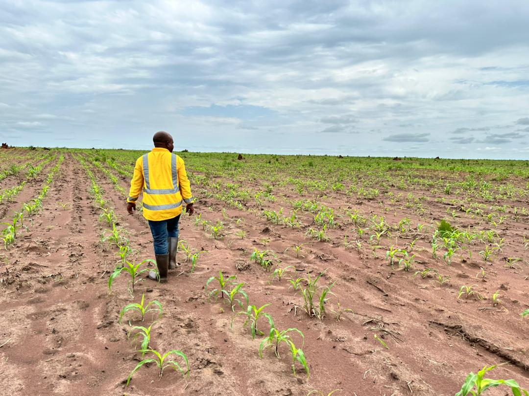 BioAgroBusiness's tweet photo. Préparation de la semi pour la saison B 2023/Production de maïs 🌽

Après la phase de récolte de la saison A 2023, nous entamons déjà la semi pour la saison B 2023 sur une superficie de 500 hectares, sur le site de Sakadi, dans la province du Haut-Lomami. 

Nous produisons, sur ce site, plus de 1 000 hectares de maïs chaque année. 

Engagés et motivés, nous comptons sur l'accompagnement (subventions pour le carburant et les intrants) des autorités compétentes pour préparer les nouvelles saisons 2024.