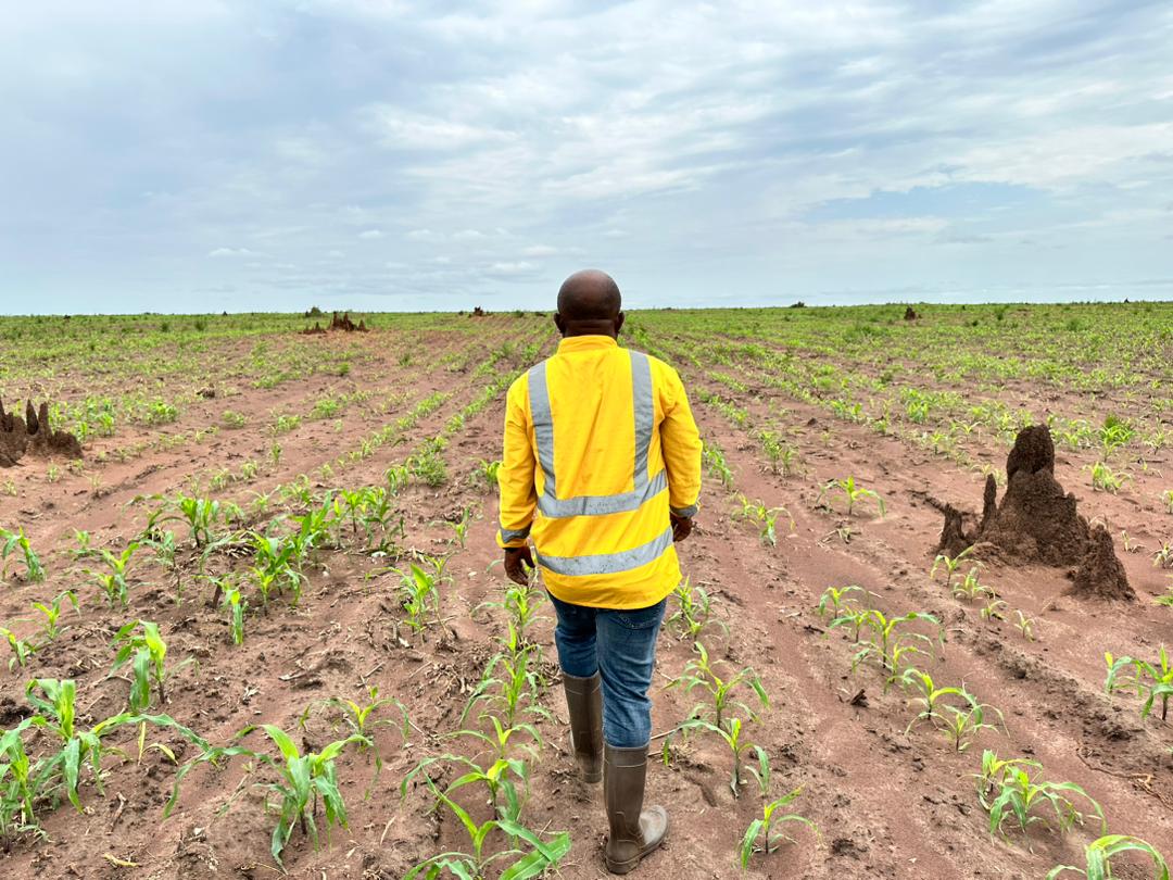 BioAgroBusiness's tweet photo. Préparation de la semi pour la saison B 2023/Production de maïs 🌽

Après la phase de récolte de la saison A 2023, nous entamons déjà la semi pour la saison B 2023 sur une superficie de 500 hectares, sur le site de Sakadi, dans la province du Haut-Lomami. 

Nous produisons, sur ce site, plus de 1 000 hectares de maïs chaque année. 

Engagés et motivés, nous comptons sur l'accompagnement (subventions pour le carburant et les intrants) des autorités compétentes pour préparer les nouvelles saisons 2024.