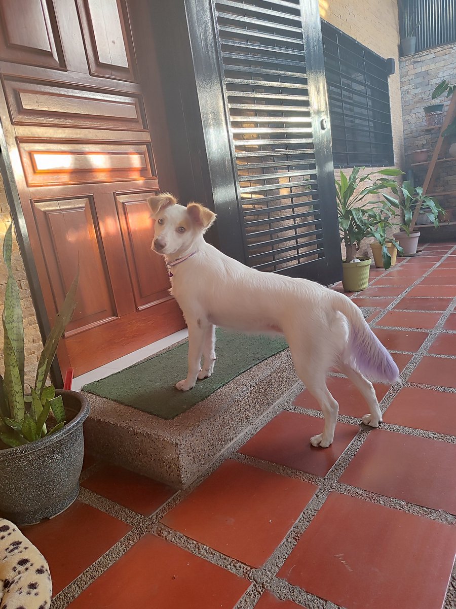 apoyocanino's tweet photo. El día miércoles nos dieron una cachorra de 1 año que tenía dos días deambulando, está bien cuidada y alimentada, la tengo en La California, supongo que está extraviada, ella está deprimida, no quiere comer,  estoy interesada en verla regresar a casa 
 Contacto  04242605784. https://t.co/aclLpJV2GS