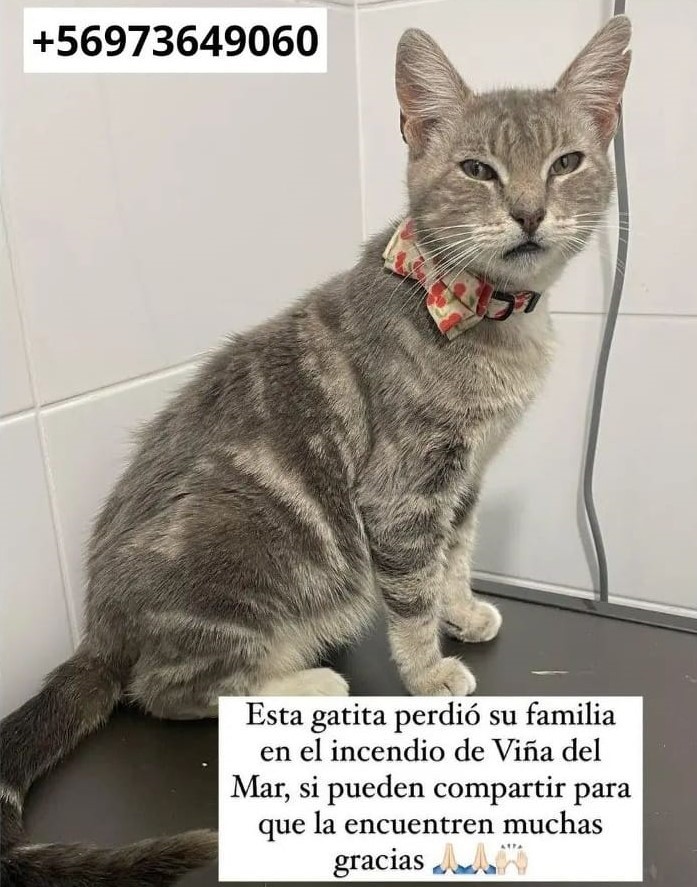 eltuitdemarsh's tweet photo. Favor RT por si su familia la está buscando u otra desea adoptarla!
#IncendiosForestales 
#VinaDelMar https://t.co/UQP4GxmkwR