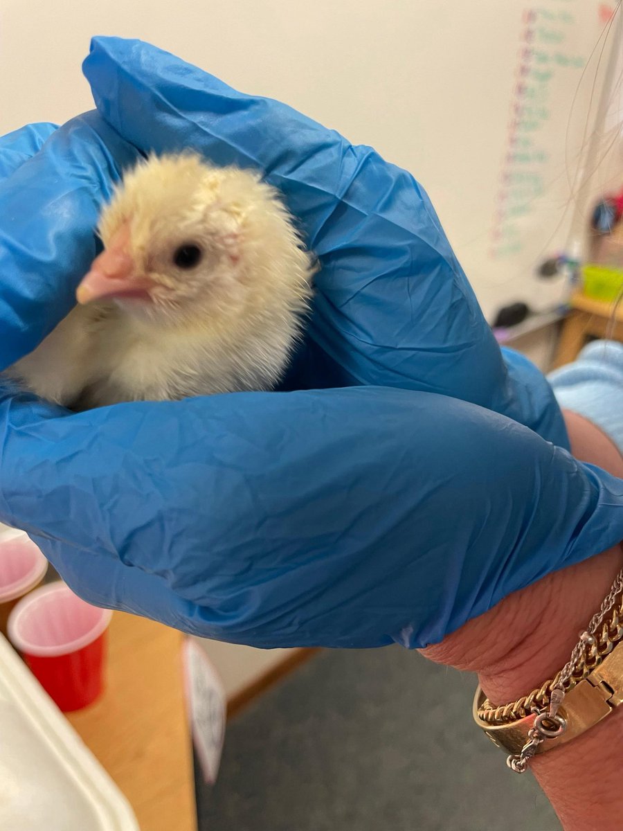 Mrs. Sadler was welcomed with an early Hatcher upon arrival today! 2 more have since hatched! 5 of the eggs have significant cracks on them! More updates to come!